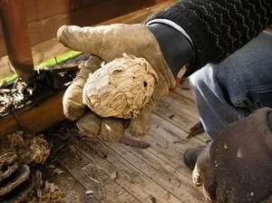 Методи знищення осиних гнізд в дерев'яних будинках і інших місцях, як вивести ос з ділянки