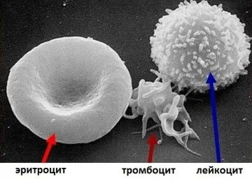 мікроелемент залізо