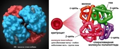 мікроелемент залізо
