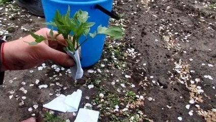 Мінімальна температура для розсади помідорів при якій витримує томат, 88 з 4