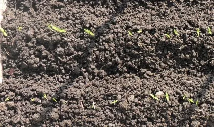 Мінімальна температура для розсади помідорів при якій витримує томат, 88 з 4