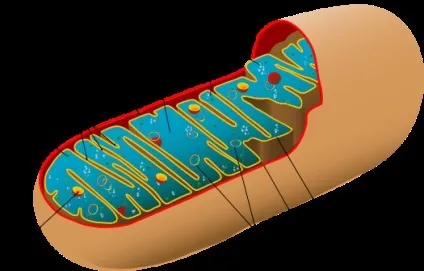 Мітохондрія, біологія