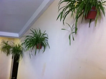 Чи багато рослин на вашому підвіконні (затишок) Чи багато рослин на вашому підвіконні