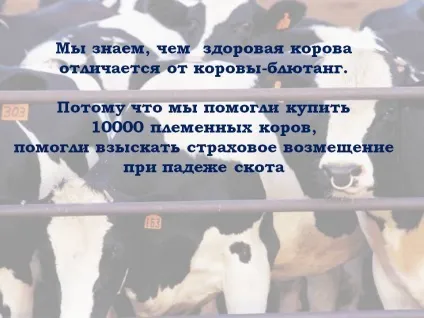 Ми знаємо, чим здорова корова відрізняється від корови-блютанг - презентація 227079-11 (корови-блютанг) Ми знаємо, чим здорова корова відрізняється від корови-блютанг - презентація 227079-11