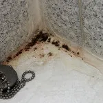 Мокриці у ванній як позбутися швидко і надійно (ванною) Мокриці у ванній як позбутися швидко і надійно