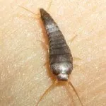 Мокриці у ванній як позбутися швидко і надійно (мокриці) Мокриці у ванній як позбутися швидко і надійно