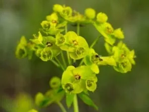 Молочай (еуфорбія) догляд в домашніх умовах і розмноження (умовах) Молочай (еуфорбія) догляд в домашніх умовах і розмноження