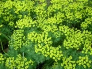Молочай (еуфорбія) догляд в домашніх умовах і розмноження (умовах) Молочай (еуфорбія) догляд в домашніх умовах і розмноження