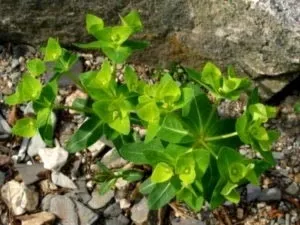 Молочай (еуфорбія) догляд в домашніх умовах і розмноження (еуфорбія) Молочай (еуфорбія) догляд в домашніх умовах і розмноження