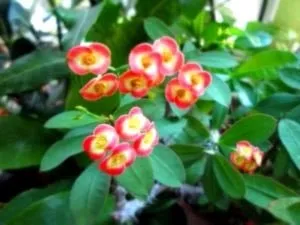 Молочай (еуфорбія) догляд в домашніх умовах і розмноження (еуфорбія) Молочай (еуфорбія) догляд в домашніх умовах і розмноження