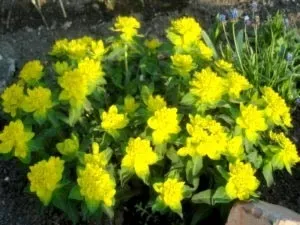 Молочай (еуфорбія) догляд в домашніх умовах і розмноження (умовах) Молочай (еуфорбія) догляд в домашніх умовах і розмноження