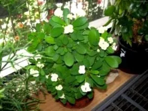 Молочай (еуфорбія) догляд в домашніх умовах і розмноження (еуфорбія) Молочай (еуфорбія) догляд в домашніх умовах і розмноження