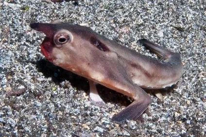 морський нетопир