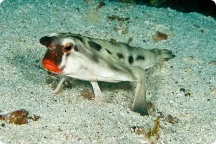 Морський нетопир (лат
