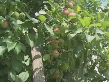 Чи можна розмножити яблуню з насіння, і як отримувати хороший урожай (насіння) Чи можна розмножити яблуню з насіння, і як отримувати хороший урожай