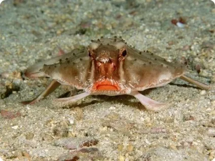 Морський нетопир (лат