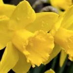 Нарциси догляд після цвітіння