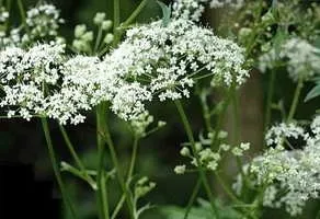 Народні засоби лікування запалення придатків (хвилин) Народні засоби лікування запалення придатків