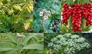 Народні засоби від пітливості пахв