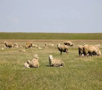 Населення і господарство лісостеповій та степовій зон (географія 8 клас) (географія) Населення і господарство лісостеповій та степовій зон (географія 8 клас)
