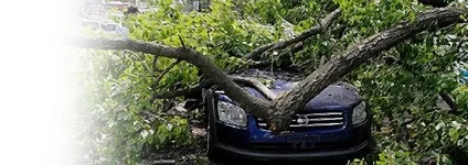 На машину впало дерево що робити, судова практика (робити) На машину впало дерево що робити, судова практика
