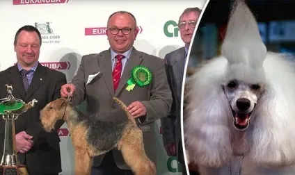 На crufts dog show 2017 переможцем став американський кокер-спанієль (2017) На crufts dog show 2017 переможцем став американський кокер-спанієль