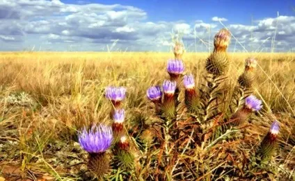 Населення і господарство лісостеповій та степовій зон (географія 8 клас) (населення) Населення і господарство лісостеповій та степовій зон (географія 8 клас)