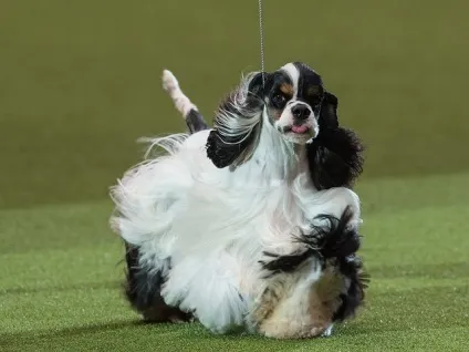 На crufts dog show 2017 переможцем став американський кокер-спанієль (2017) На crufts dog show 2017 переможцем став американський кокер-спанієль