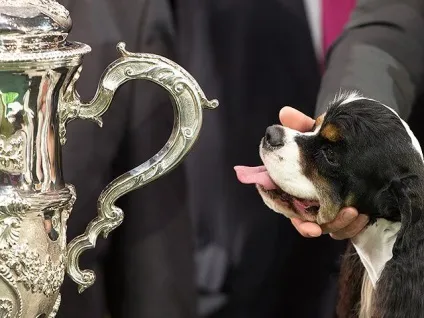 На crufts dog show 2017 переможцем став американський кокер-спанієль (2017) На crufts dog show 2017 переможцем став американський кокер-спанієль