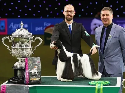 На crufts dog show 2017 переможцем став американський кокер-спанієль (show) На crufts dog show 2017 переможцем став американський кокер-спанієль