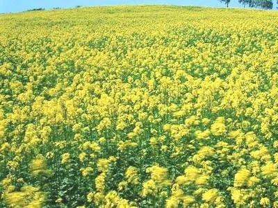 Натуральна підгодівля для рослин гірчиця біла як добриво (біла) Натуральна підгодівля для рослин гірчиця біла як добриво
