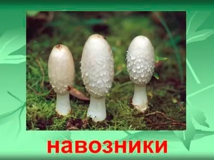 Гнойовик гриб від алкоголізму думку нарколога (алкоголізму) Гнойовик гриб від алкоголізму думку нарколога