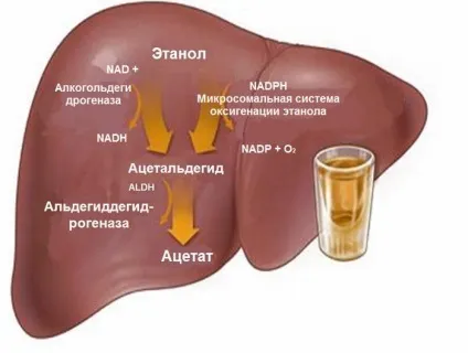 Не пив а пахне перегаром і запах алкоголю з рота людини (запах) Не пив а пахне перегаром і запах алкоголю з рота людини