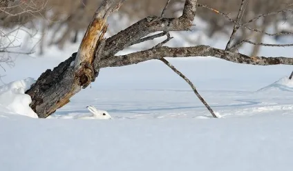 Кілька слів про зайця, фото новини (слів) Кілька слів про зайця, фото новини