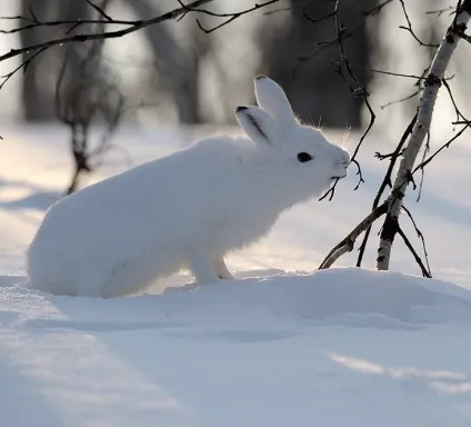 Кілька слів про зайця, фото новини (свята) Кілька слів про зайця, фото новини