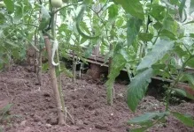 Чи потрібні помідорів листя томата фото, білі і світлі, дрібні червоні квіти, мало захворювань (листя) Чи потрібні помідорів листя томата фото, білі і світлі, дрібні червоні квіти, мало захворювань