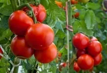 Чи потрібні помідорів листя томата фото, білі і світлі, дрібні червоні квіти, мало захворювань (листя) Чи потрібні помідорів листя томата фото, білі і світлі, дрібні червоні квіти, мало захворювань