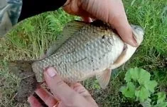 Новини риболовлі