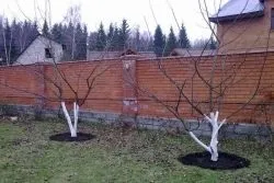 Обрізка груші навесні