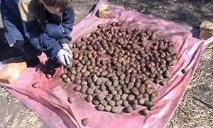 Обробка картоплі перед посадкою препаратом - престиж - відео