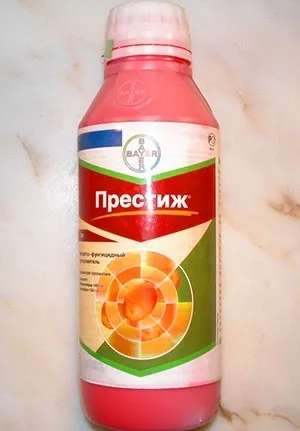 Обробка картоплі перед посадкою препаратом - престиж - відео