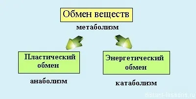 Обмін речовин в клітині, дистанційні уроки (вуглекислого газу води) Обмін речовин в клітині, дистанційні уроки