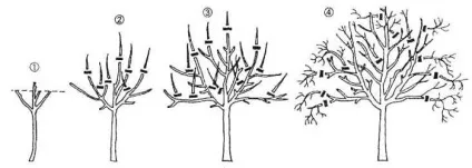 Обрізка груші навесні схема, як обрізати правильно (навесні) Обрізка груші навесні схема, як обрізати правильно