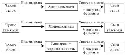 Обмін речовин і енергії в клітині (клітці) Обмін речовин і енергії в клітині