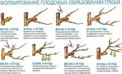 Обрізка груші навесні і восени для початківців - схема, відео, як обрізати грушу правильно (груші) Обрізка груші навесні і восени для початківців - схема, відео, як обрізати грушу правильно