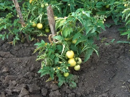 Чи потрібні помідорів листя томата фото, білі і світлі, дрібні червоні квіти, мало захворювань (чи потрібні помідорів листя) Чи потрібні помідорів листя томата фото, білі і світлі, дрібні червоні квіти, мало захворювань