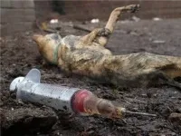 ЗМІ До відстрілу собак підключилися догхантери, серед жертв догхантери