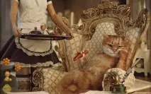 коту