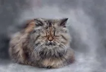 скільки