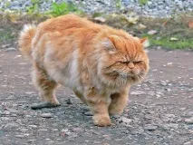 коту
